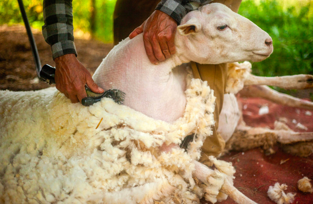 Photo of sheep shearing
