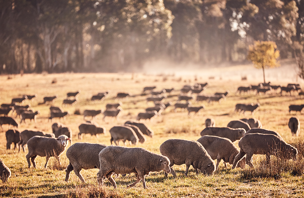 Photograph of sheep