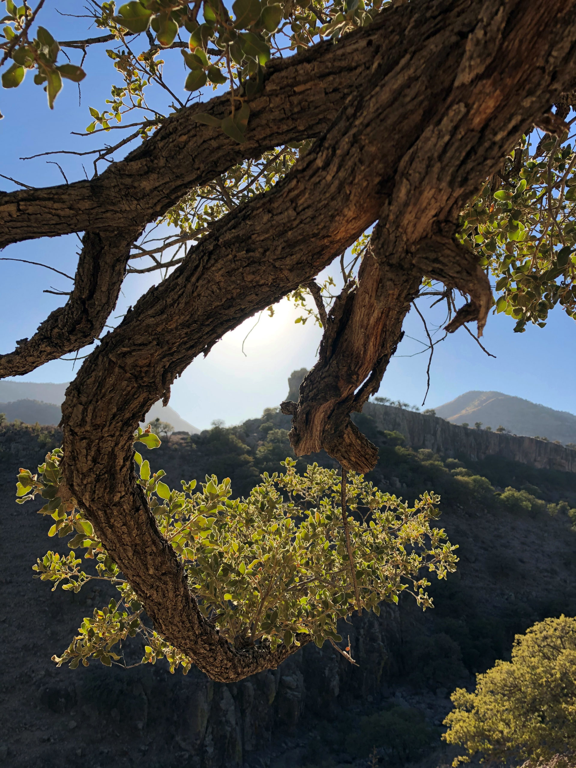 living elements landscape sacramento on On Hope Running And World Building Striving For Social And Environmental Justice Through Landscape Architecture And Ethnography Mci